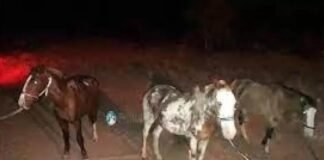 Incautaron 20 animales sueltos en el interior provincial