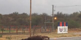 Poste de luz electrocutó a dos caballos y una persona en la Avenida Juan Chelemin