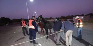 Secuestran 11 animales sueltos en distintos puntos de la provincia