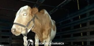 Operativo de Captura de Animales Sueltos en la Ruta Nacional N° 38