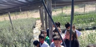Alumnos de la escuela 29, visitaron establecimientos olivícola