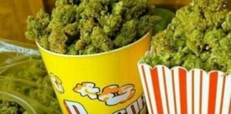 Se viene el primer festival cannábico de Catamarca