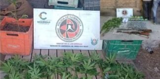 Desbarataron un “vivero narco” en Londres (Belén): un detenido