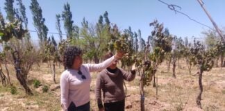 EL MUNICIPIO DE FIAMBALÁ GESTIONA ASISTENCIA A PRODUCTORES AFECTADOS POR LA HELADA