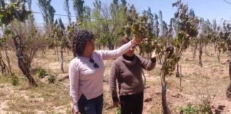 Las heladas causaron grandes pérdidas en viñedos de Tinogasta