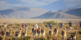 Se realizará el 2° Festival de la Vicuña en Laguna Blanca