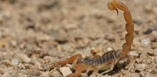 El bebé picado por un alacrán se encuentra estable y evoluciona