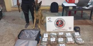 Can detector encontró paquetes de cogollos de marihuana