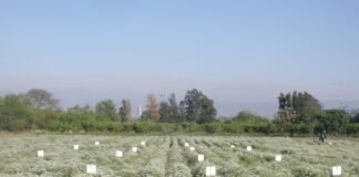 El INTA Catamarca inscribió el primer cultivar de anís en el INASE