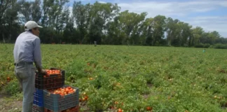 Productores colonos reclaman la cámara de frío y desinfección