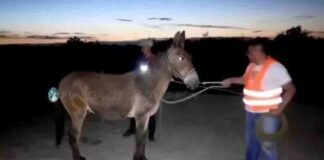 En un operativo de captura en las rutas, secuestraron 15 animales sueltos