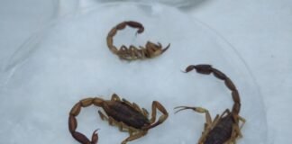 Zoonosis requiere de escorpiones para la producción de antídotos