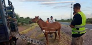 Secuestran seis animales sueltos en La Paz