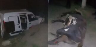 Ruta 46: Una familia sufrió un siniestro vial a causa de un animal suelto