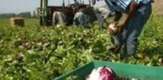De 130 trabajadores rurales, el 50 % estaba en la informalidad
