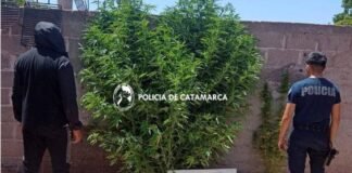 Secuestran plantas de marihuana en Belén