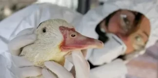 Gripe aviar: detectaron el segundo caso, esta vez en Córdoba