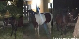 La Policía secuestró tres caballos en Valle Viejo
