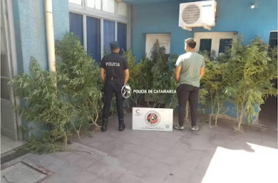 Secuestro de plantas de marihuana