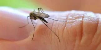 Importante descenso en los casos de Dengue en nuestra provincia