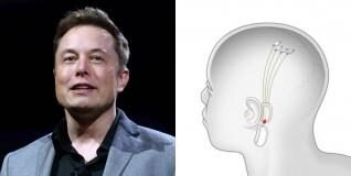 EEUU frena a Musk en su conquista de nuestros cerebros: por ahora no podrá probar los chips de Neuralink en humanos