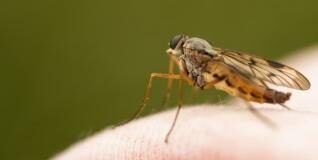 Brasil producirá 5000 millones de mosquitos con genes modificados para frenar el dengue