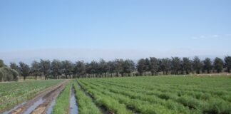 El INTA Catamarca inscribió una variedad de comino única a nivel nacional