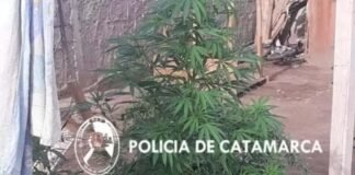 Secuestran plantas de marihuana en el sur capitalino