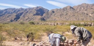 Arqueóloga trabaja en el rescate y cuidado del patrimonio de Tinogasta