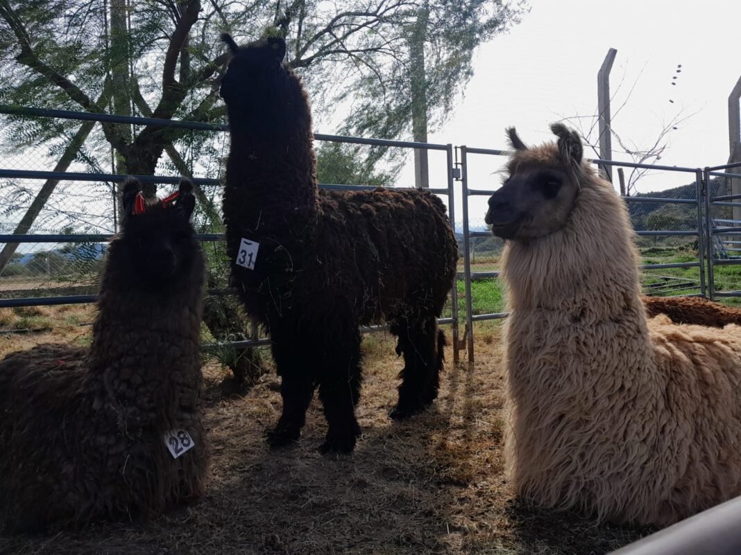 Hoy inaugura Catamarca Productiva – Expo Tech 2023