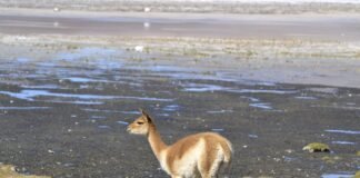 La secretaria de Medio Ambiente anuncio la realización del censo comunicatorio de Vicuñas en la reserva de Laguna Blanca