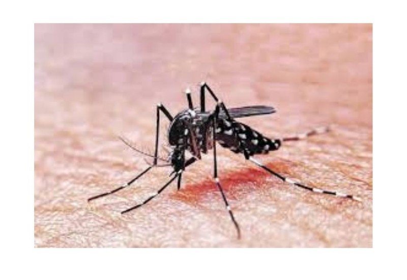 Se detectaron 35 casos positivos de Dengue en la Provincia en la ultima semana