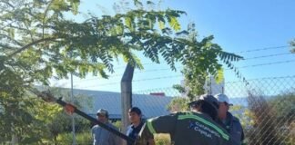 Plan de reforestación: se plantaron más de 30 mil árboles