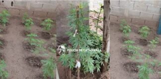 Secuestraron casi una veintena de plantines de cannabis sativa