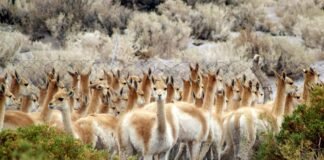 Lanzan la temporada de Esquila en Silvestría de Vicuña 2023