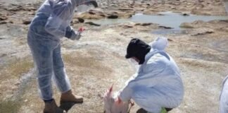 Senasa confirmó Influenza Aviar en la mortandad de flamencos de la Puna