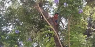 La Municipalidad de Capital desmintió que el hombre que amenazó con tirarse de un árbol recibiera un trabajo