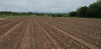 Avanzan los ensayos comparativos de variedades de algodón