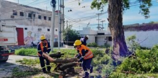 Por seguridad, extraen un árbol añejo y deteriorado