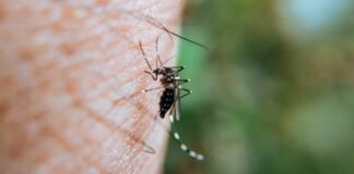 Dengue, Zika y Chicunguya: claves para la prevención y el cuidado