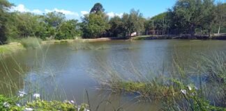 Estudios niegan la presencia de mosquito transmisor del dengue en el estanque del INTA