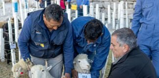 Presentación de ejemplares ganaderos en Feria de la Puna 2024