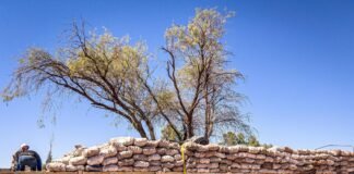 Éxito en la Venta de 18.000 Kilos de Membrillos impulsada por el Municipio de Tinogasta