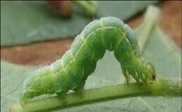 Monitorean la presencia de orugas defoliadoras en diferentes cultivos del Valle Central