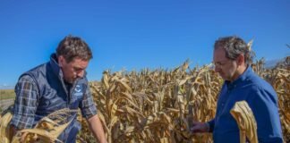 Catamarca: Pérdidas millonarias en la producción de maíz