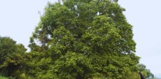 El INTA registra tres nuevas variedades de nogal de alta productividad