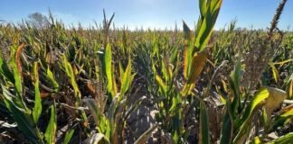 Gobierno avanza con acciones ante la plaga del maíz