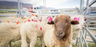 Siguen actualizando el registro de Marcas y Señales ganaderasSiguen actualizando