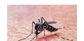 Descenso en Casos de Dengue: Se registraron 4 nuevos casos esta ultima semana