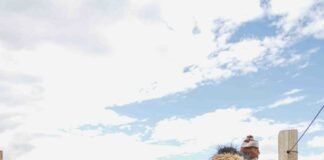 Catamarca en el año Internacional de los Camélidos